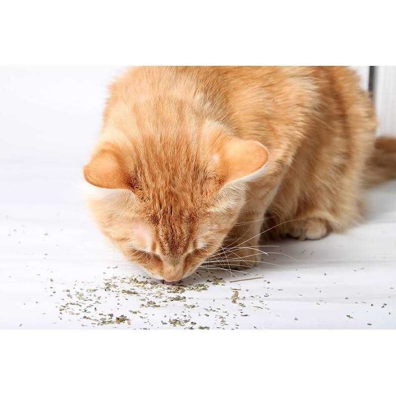 Catnip Blend B563