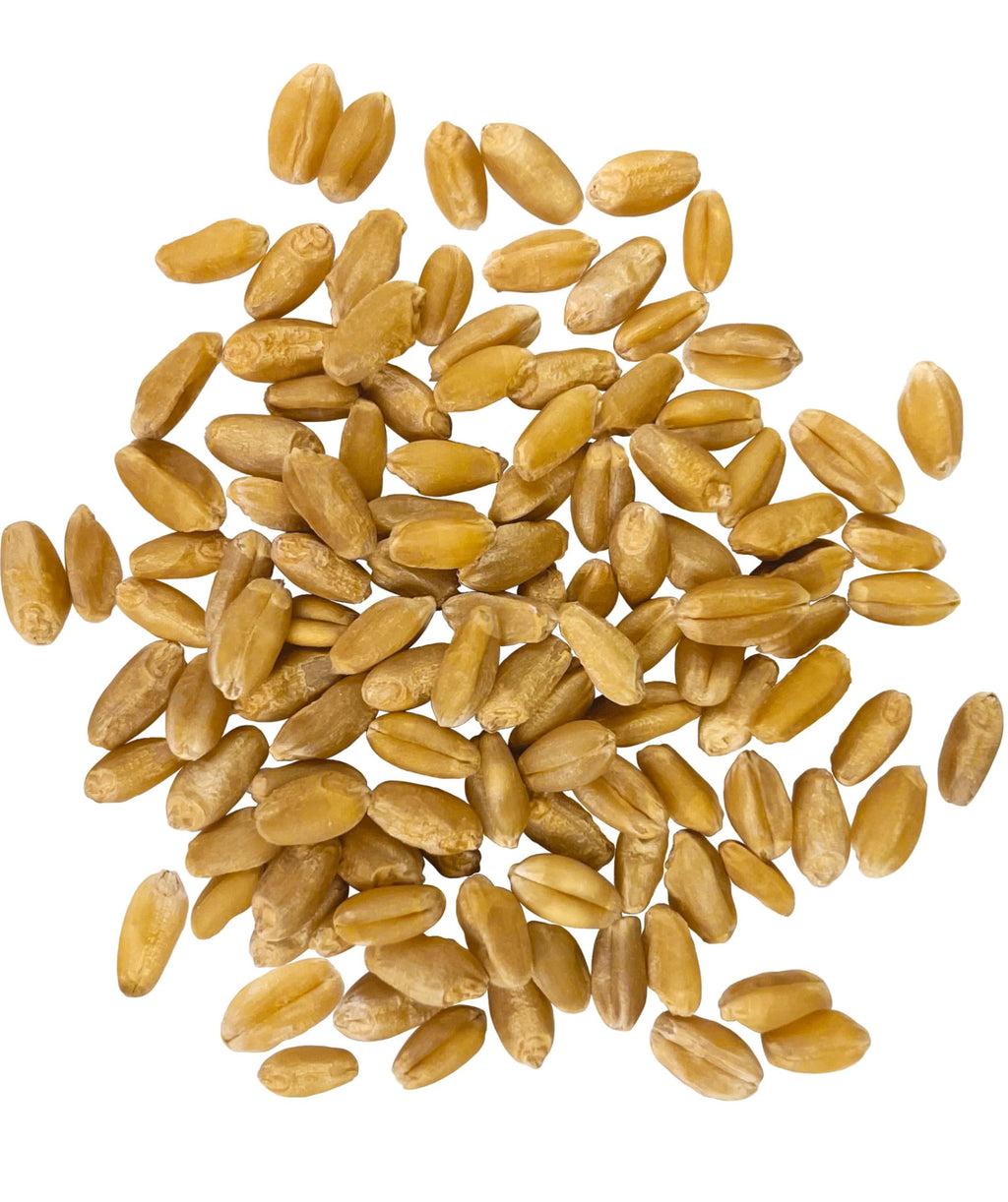 Hard White Wheat Berries 25 lbs G684588