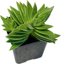 2" Pot Succulent Cactus Plants M27781