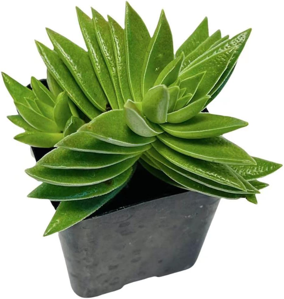 2" Pot Succulent Cactus Plants M27781