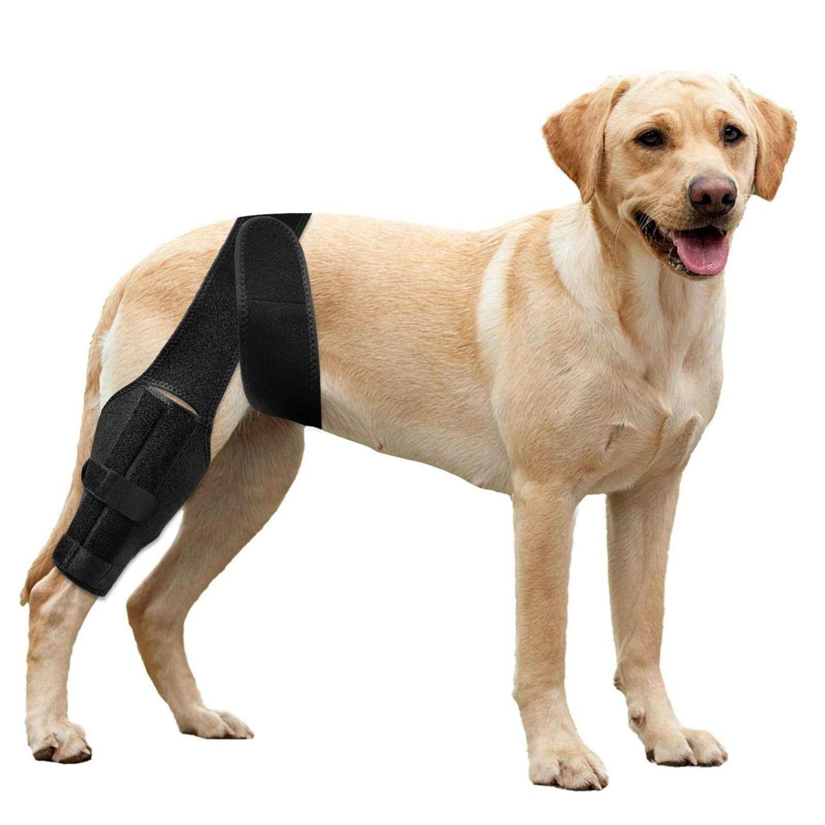 Dog Knee Brace with Cruciate Ligament E704