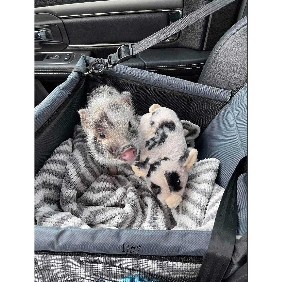 Pet Car Seat M533