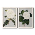 Camellia Japonica Framed Canvas B55355