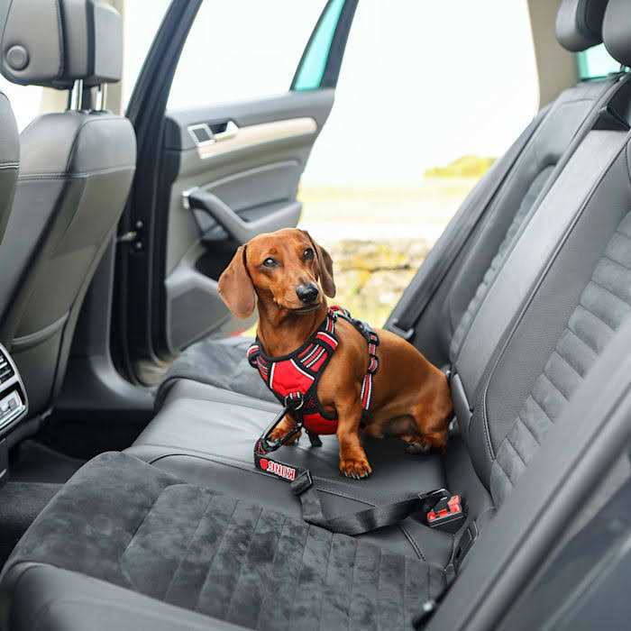 Seat Belt Tether P820