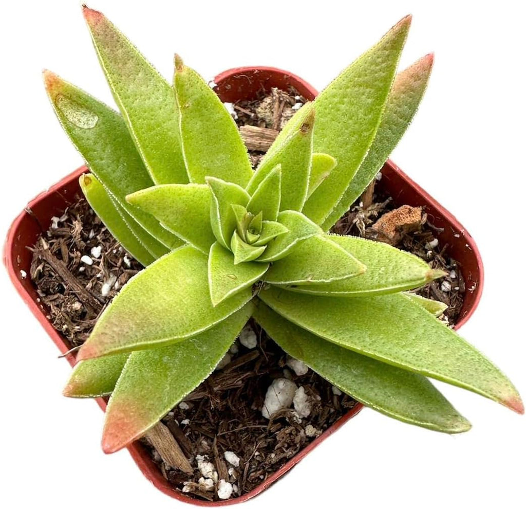 2" Pot Succulent Cactus Plants M27781