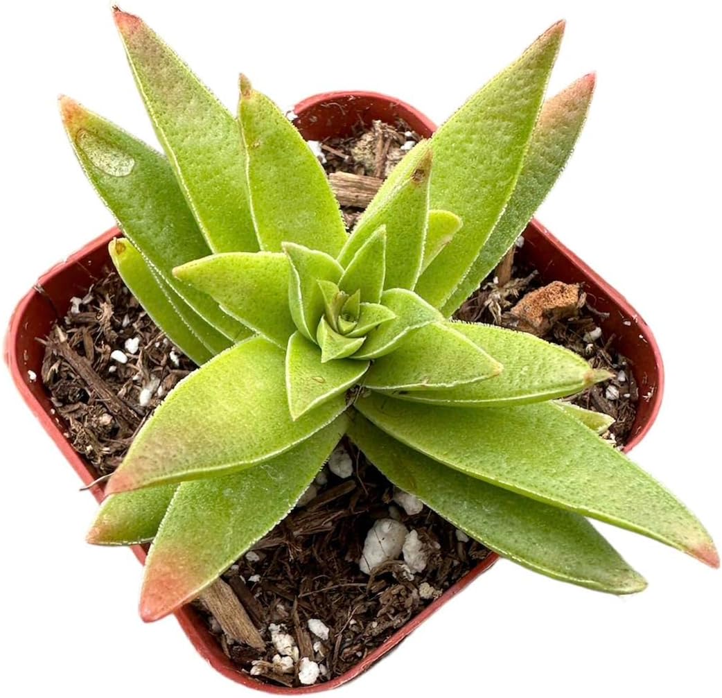 2" Pot Succulent Cactus Plants M27781