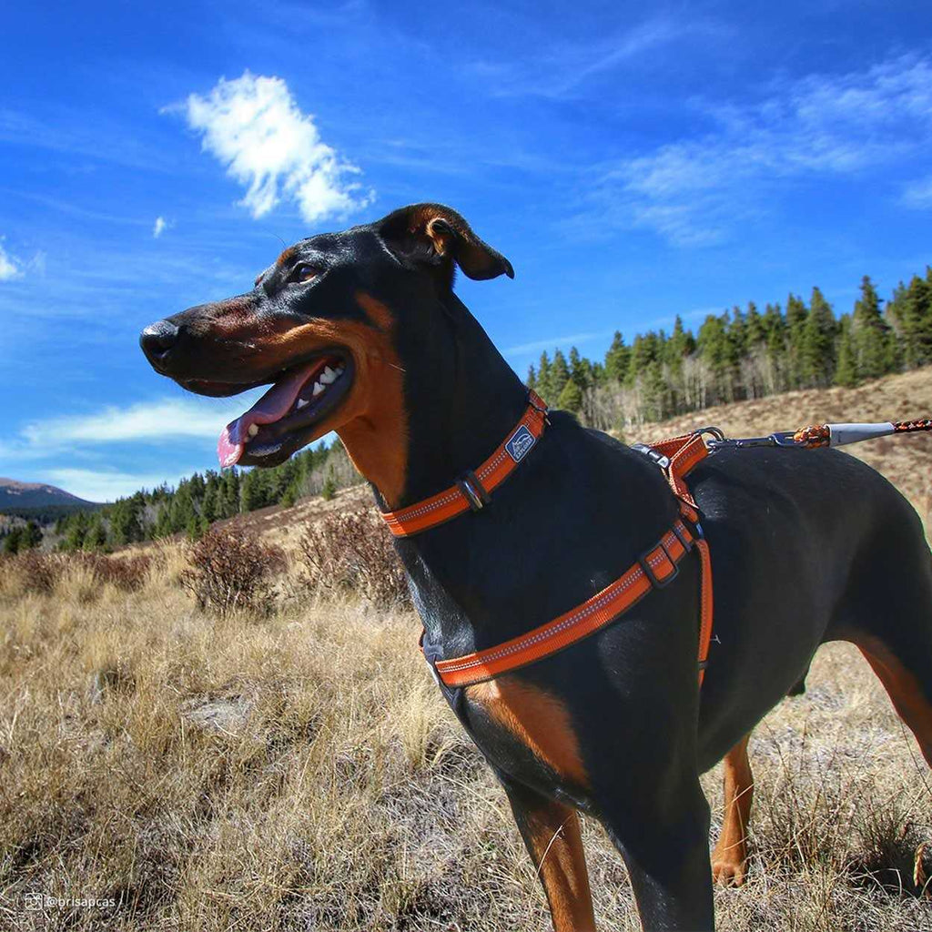 Reflective Adjustable Padded Dog Harness L8600