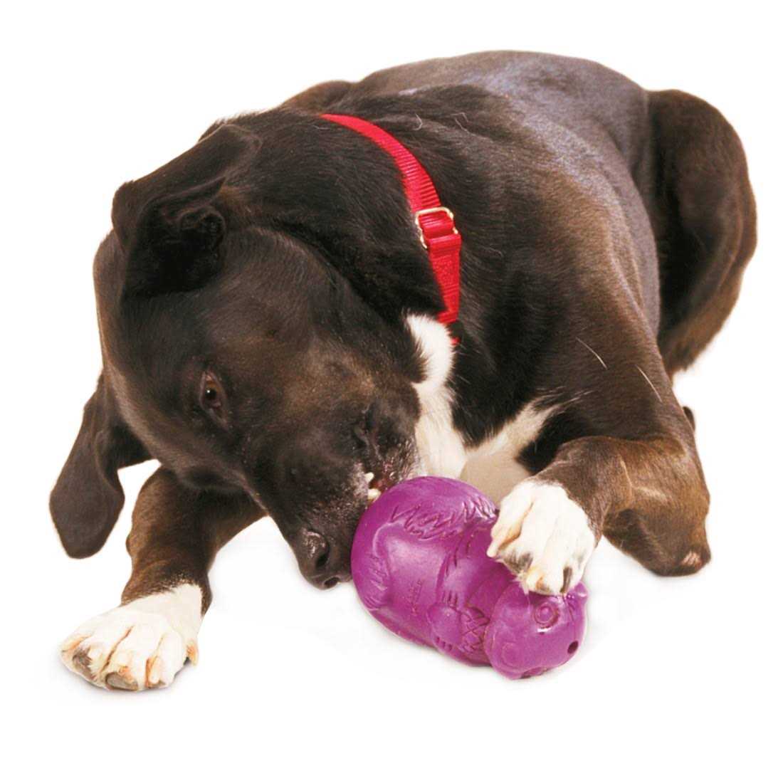 Squirrel Dude Dog Toy B331