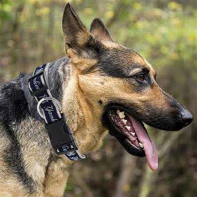 Dog Collar F392