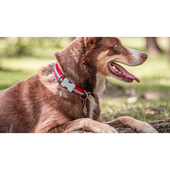 Enamel Stainless Steel Dog ID Tag F589