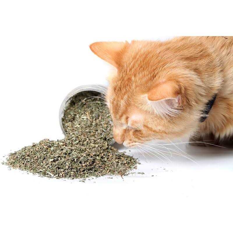 Catnip Blend B563