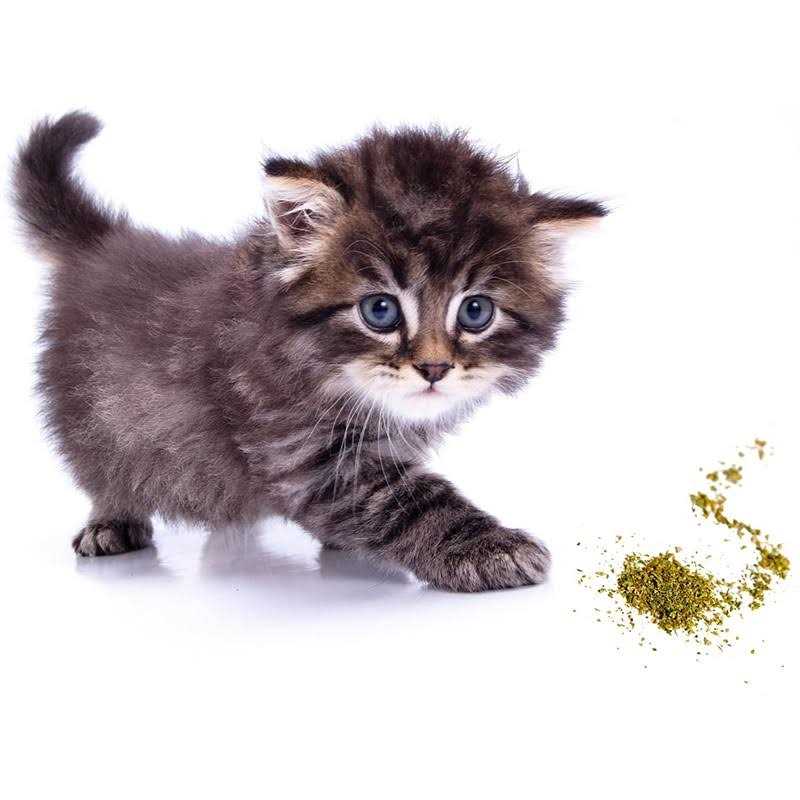 Catnip Blend B563